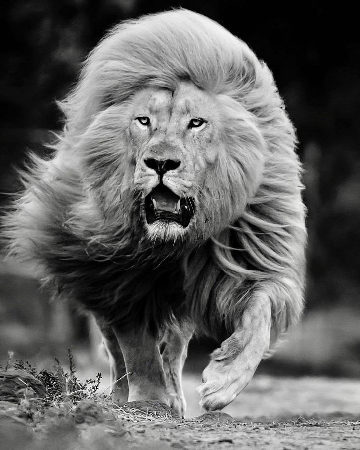 Фотография: 25 великолепных фотографий львов от знаменитого фотографа хищников Саймона Нидхэма №20 - BigPicture.ru