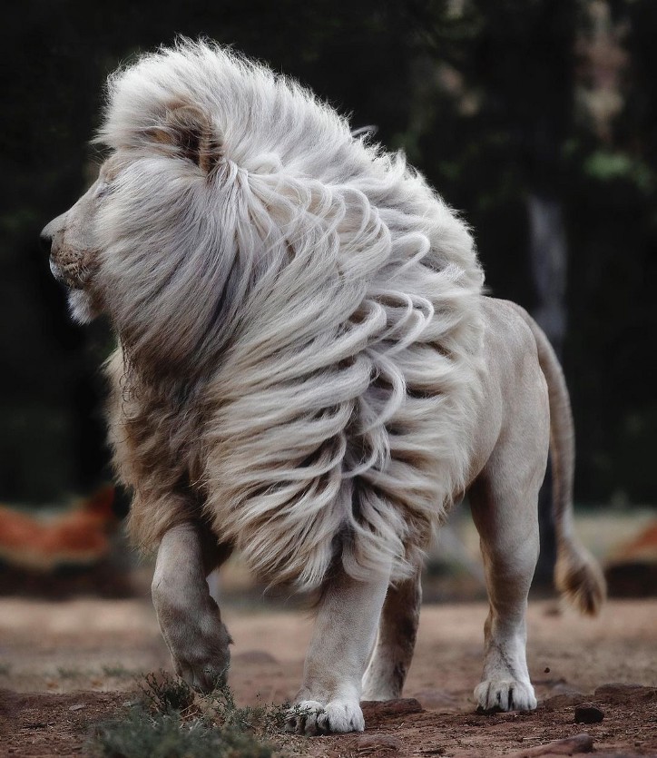 Фотография: 25 великолепных фотографий львов от знаменитого фотографа хищников Саймона Нидхэма №2 - BigPicture.ru