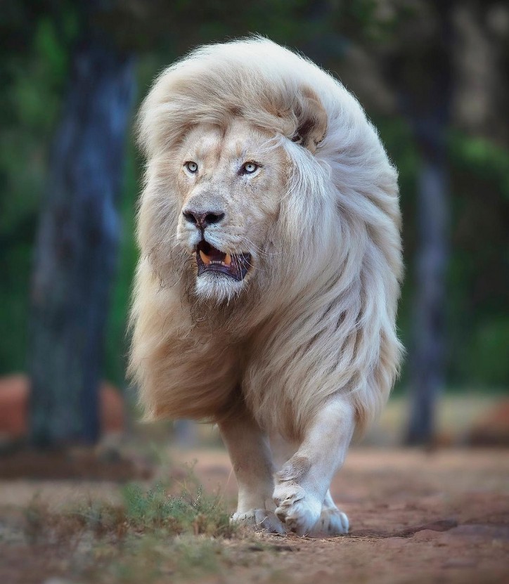 Фотография: 25 великолепных фотографий львов от знаменитого фотографа хищников Саймона Нидхэма №6 - BigPicture.ru