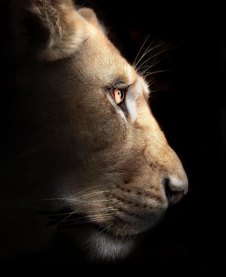 Фотография: 25 великолепных фотографий львов от знаменитого фотографа хищников Саймона Нидхэма №9 - BigPicture.ru