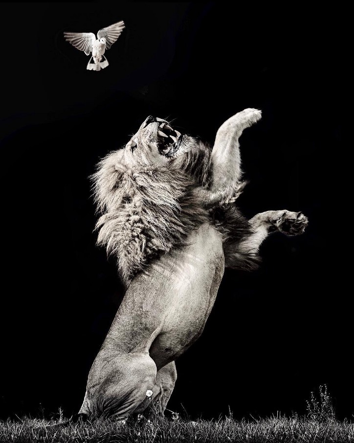 Фотография: 25 великолепных фотографий львов от знаменитого фотографа хищников Саймона Нидхэма №13 - BigPicture.ru