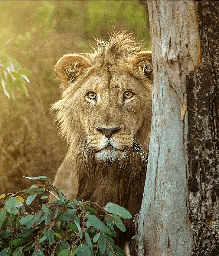Фотография: 25 великолепных фотографий львов от знаменитого фотографа хищников Саймона Нидхэма №17 - BigPicture.ru
