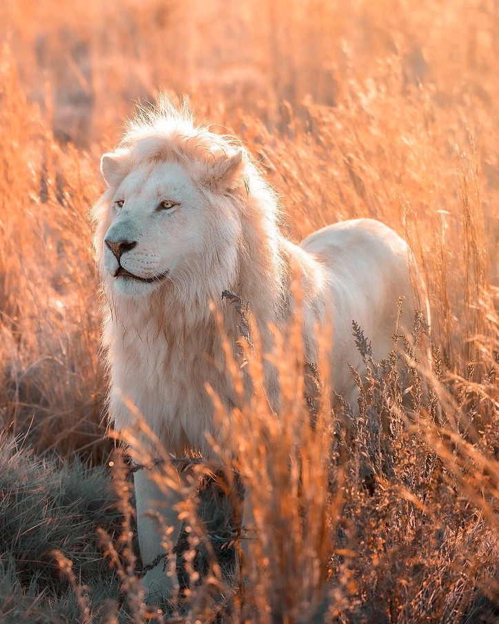 Фотография: 25 великолепных фотографий львов от знаменитого фотографа хищников Саймона Нидхэма №24 - BigPicture.ru