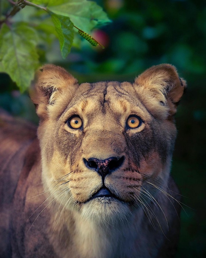 Фотография: 25 великолепных фотографий львов от знаменитого фотографа хищников Саймона Нидхэма №7 - BigPicture.ru