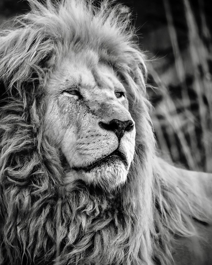 Фотография: 25 великолепных фотографий львов от знаменитого фотографа хищников Саймона Нидхэма №22 - BigPicture.ru
