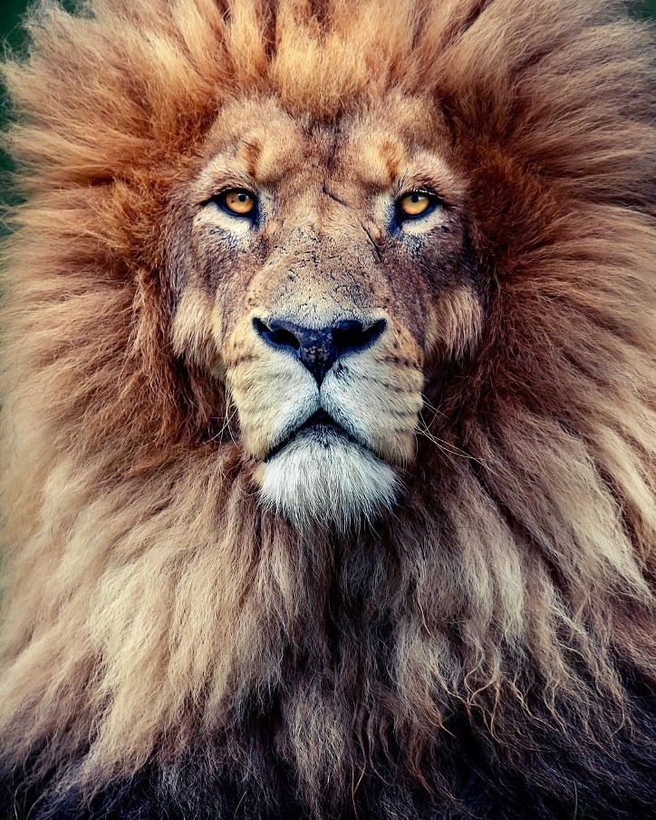 Фотография: 25 великолепных фотографий львов от знаменитого фотографа хищников Саймона Нидхэма №8 - BigPicture.ru