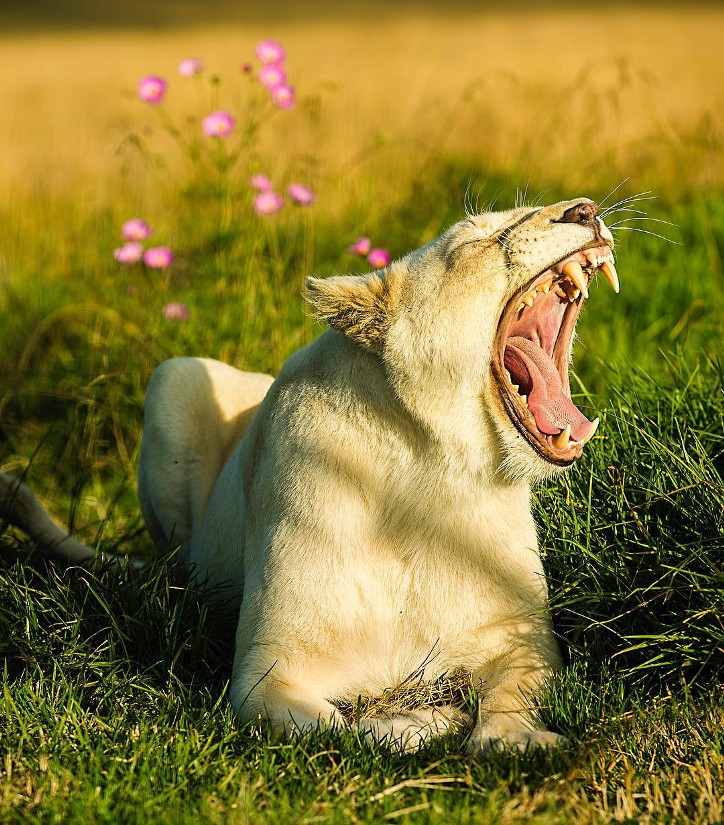 Фотография: 25 великолепных фотографий львов от знаменитого фотографа хищников Саймона Нидхэма №16 - BigPicture.ru
