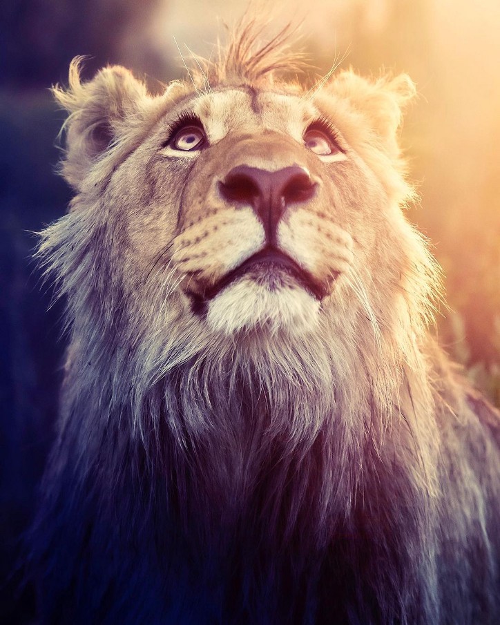 Фотография: 25 великолепных фотографий львов от знаменитого фотографа хищников Саймона Нидхэма №25 - BigPicture.ru