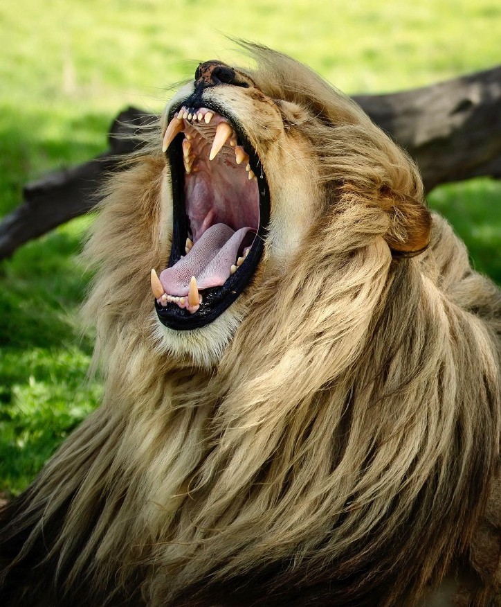Фотография: 25 великолепных фотографий львов от знаменитого фотографа хищников Саймона Нидхэма №26 - BigPicture.ru