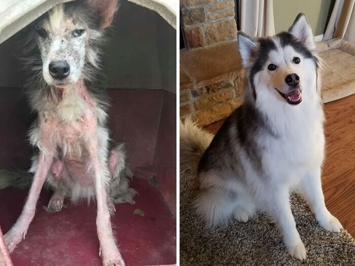 Фотография: 33 фото собак до и после спасения, которые трогают душу №6 - BigPicture.ru