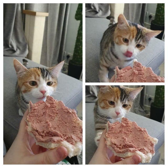 Фотография: Невозможно отказать: 22 фото о том, как животные умеют выпрашивать еду №5 - BigPicture.ru