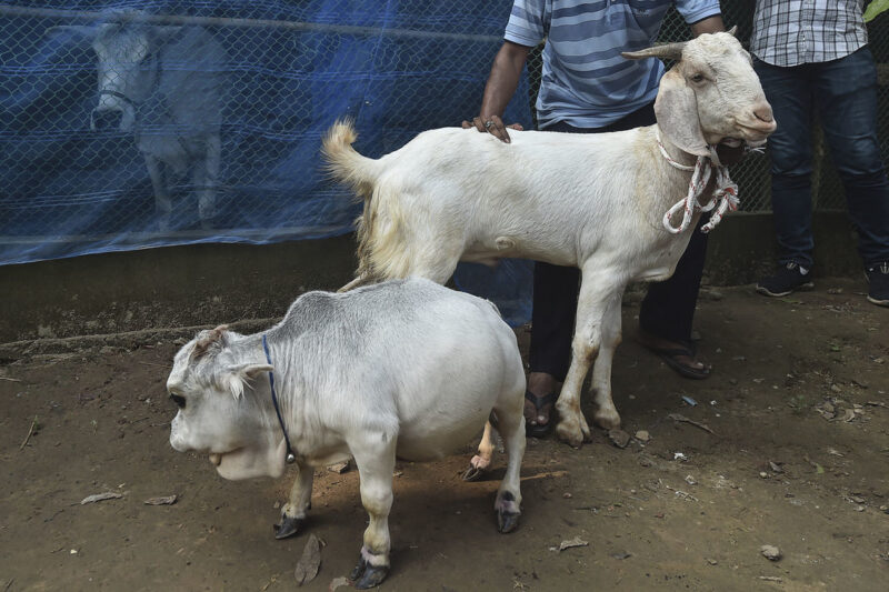 Фотография: Карликовая коровка Рани стала одной из достопримечательностей Бангладеш №5 - BigPicture.ru
