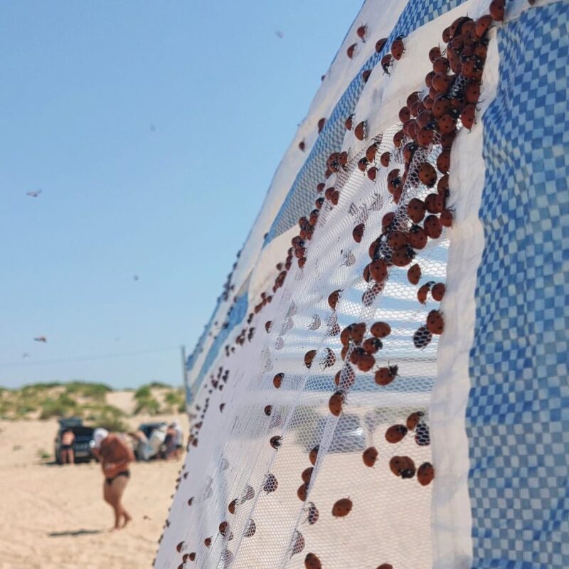 Фотография: Пляжи Анапы осаждают полчища божьих коровок №9 - BigPicture.ru