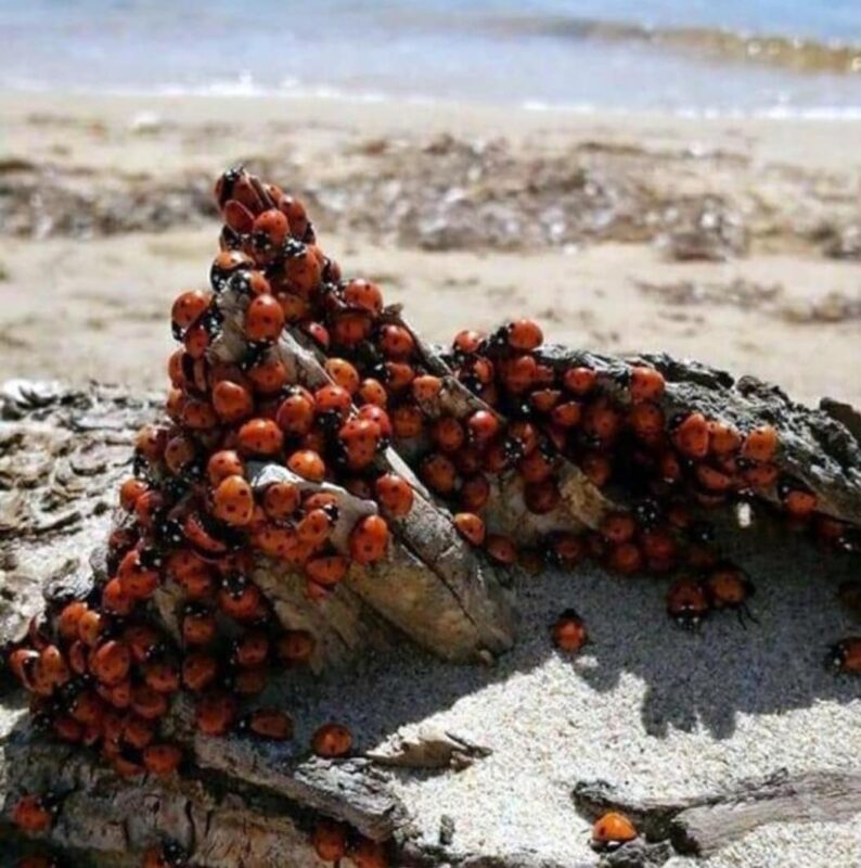Фотография: Пляжи Анапы осаждают полчища божьих коровок №3 - BigPicture.ru