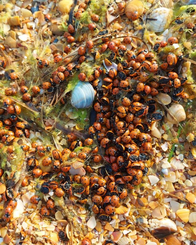 Фотография: Пляжи Анапы осаждают полчища божьих коровок №4 - BigPicture.ru