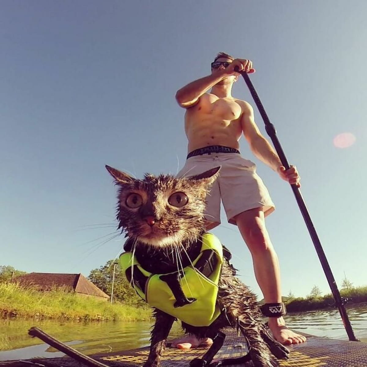 Фотография: Лыжи, серфинг, парашют: кошка из Инстаграм живет в сто раз интереснее вас №16 - BigPicture.ru