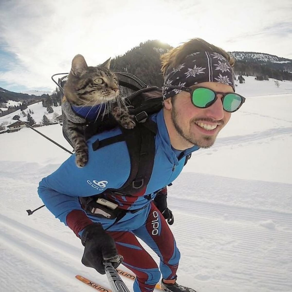 Лыжи, серфинг, парашют: Эта кошка живет в сто раз интереснее вас