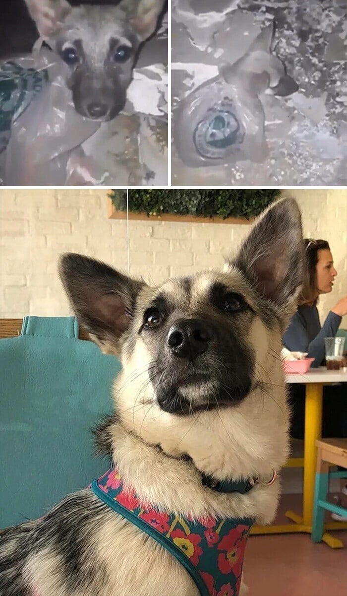Фотография: 33 фото собак до и после спасения, которые трогают душу №35 - BigPicture.ru