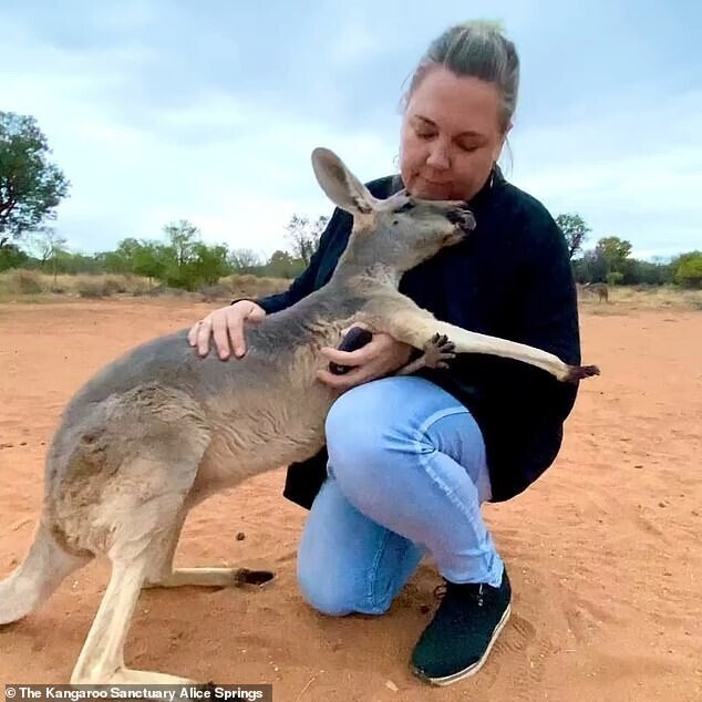 Фотография: Как выглядит самый ласковый кенгуру Австралии, который очень любит обнимашки №5 - BigPicture.ru