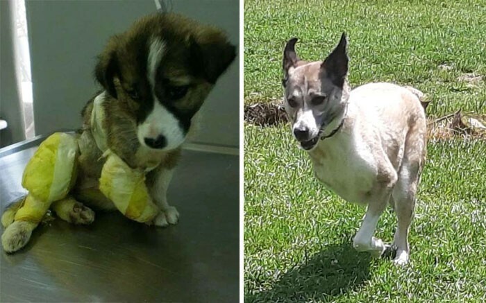 Фотография: 33 фото собак до и после спасения, которые трогают душу №19 - BigPicture.ru