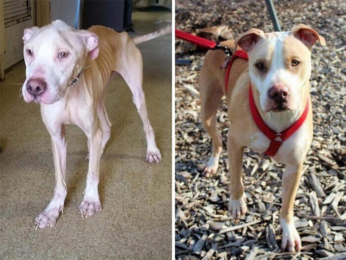 Фотография: 33 фото собак до и после спасения, которые трогают душу №10 - BigPicture.ru