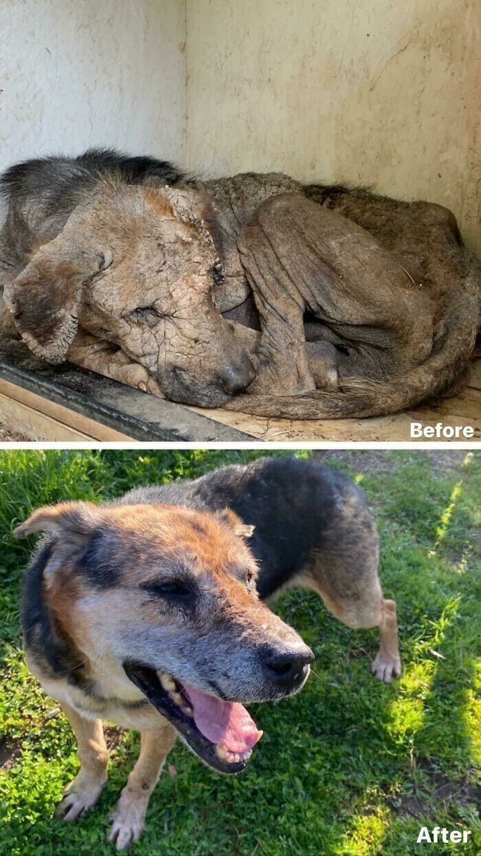 Фотография: 33 фото собак до и после спасения, которые трогают душу №25 - BigPicture.ru