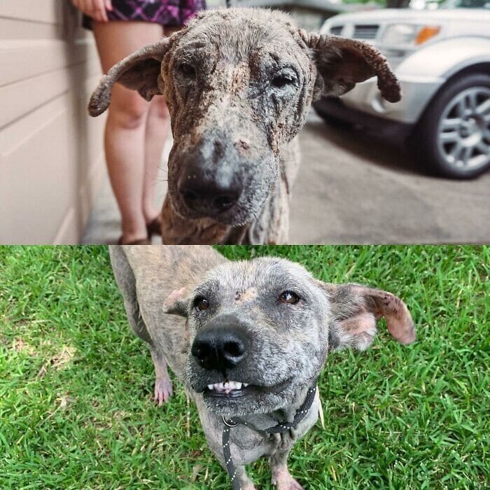 Фотография: 33 фото собак до и после спасения, которые трогают душу №30 - BigPicture.ru