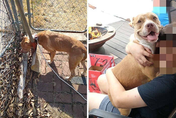 Фотография: 33 фото собак до и после спасения, которые трогают душу №32 - BigPicture.ru
