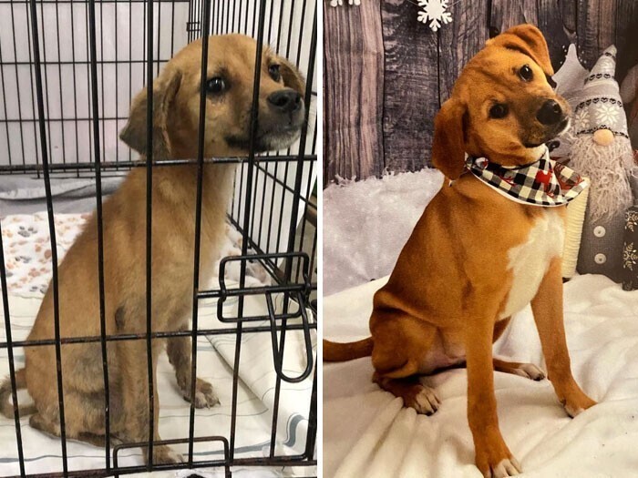 Фотография: 33 фото собак до и после спасения, которые трогают душу №21 - BigPicture.ru