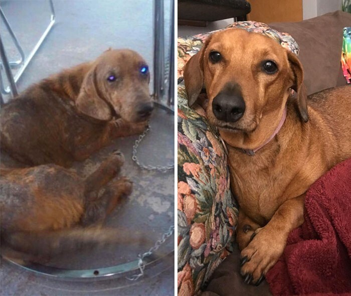Фотография: 33 фото собак до и после спасения, которые трогают душу №26 - BigPicture.ru