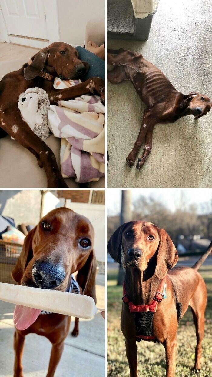 Фотография: 33 фото собак до и после спасения, которые трогают душу №3 - BigPicture.ru