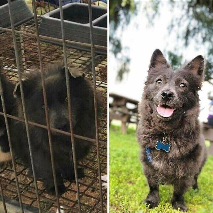 Фотография: 33 фото собак до и после спасения, которые трогают душу №11 - BigPicture.ru