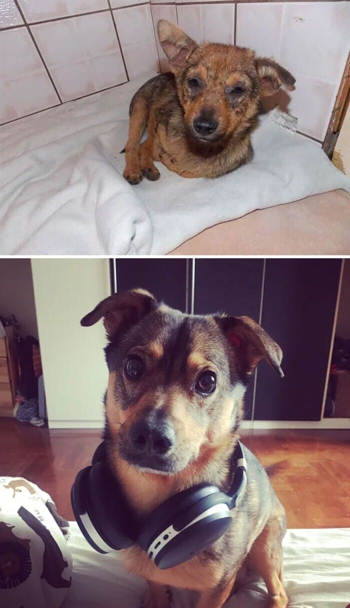 Фотография: 33 фото собак до и после спасения, которые трогают душу №33 - BigPicture.ru
