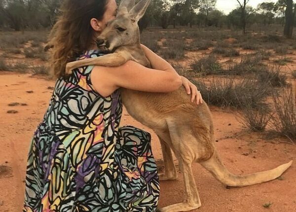 Как выглядит самый ласковый кенгуру Австралии, который очень любит обнимашки
