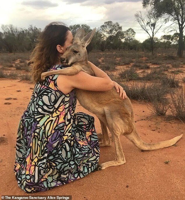 Фотография: Как выглядит самый ласковый кенгуру Австралии, который очень любит обнимашки №2 - BigPicture.ru