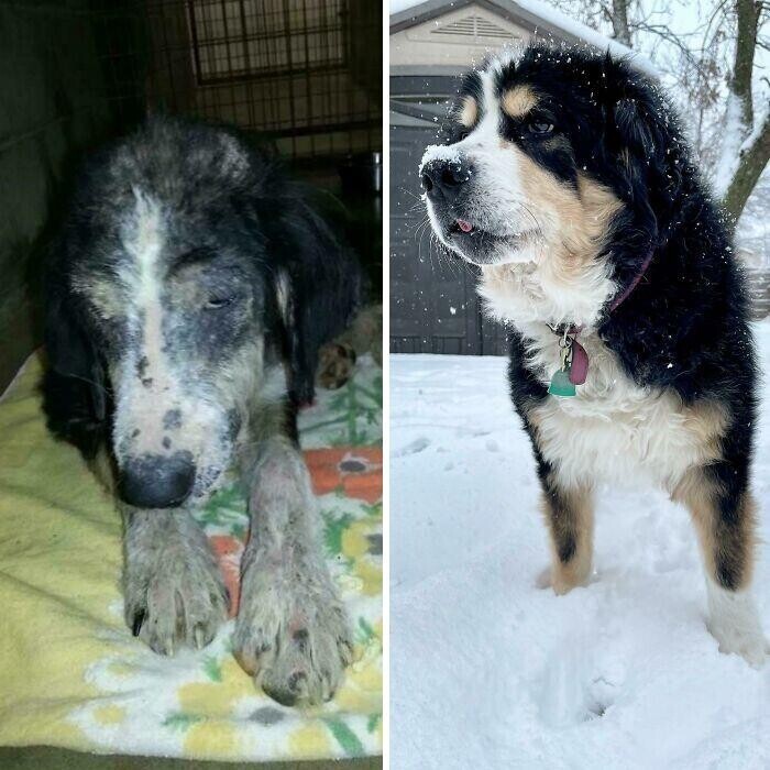 33 фото собак до и после спасения, которые трогают душу