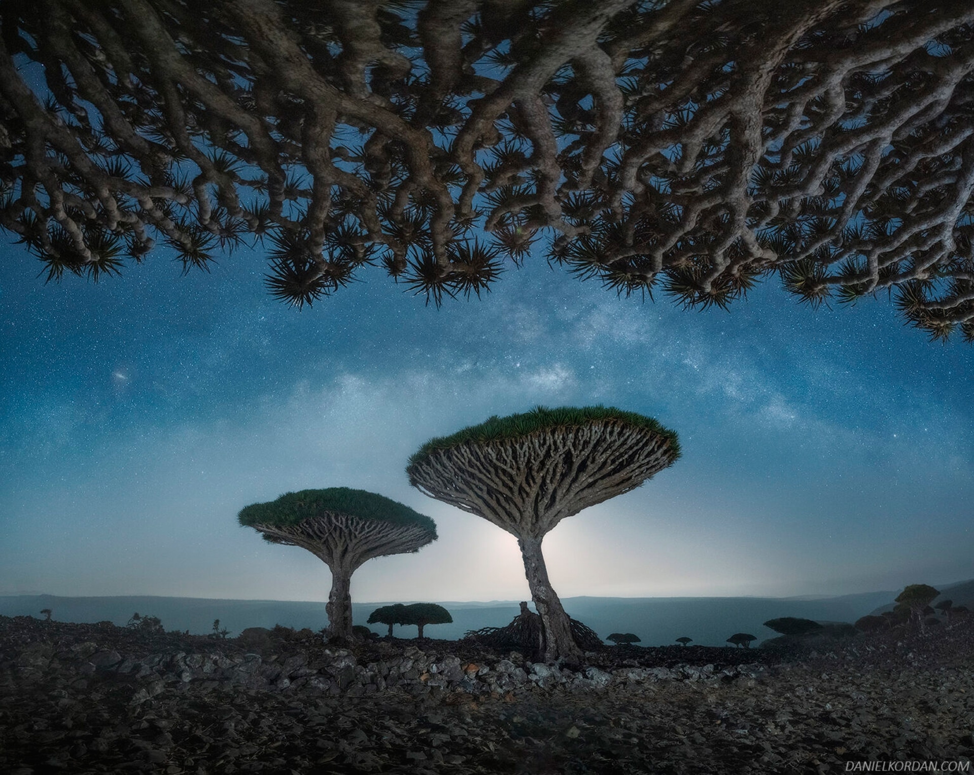 Драконовы деревья на Сокотре в объективе фотографа Даниила Коржонова