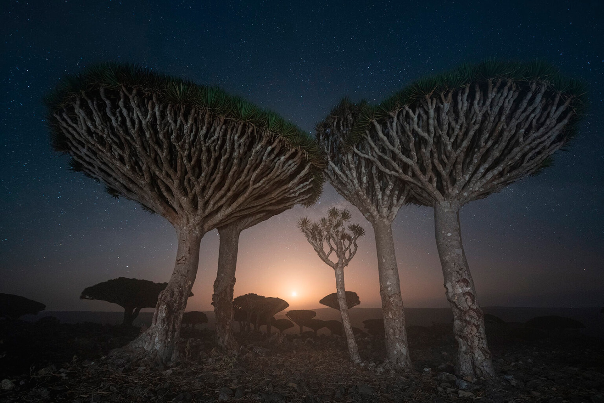 Драконовы деревья острова Сокотра