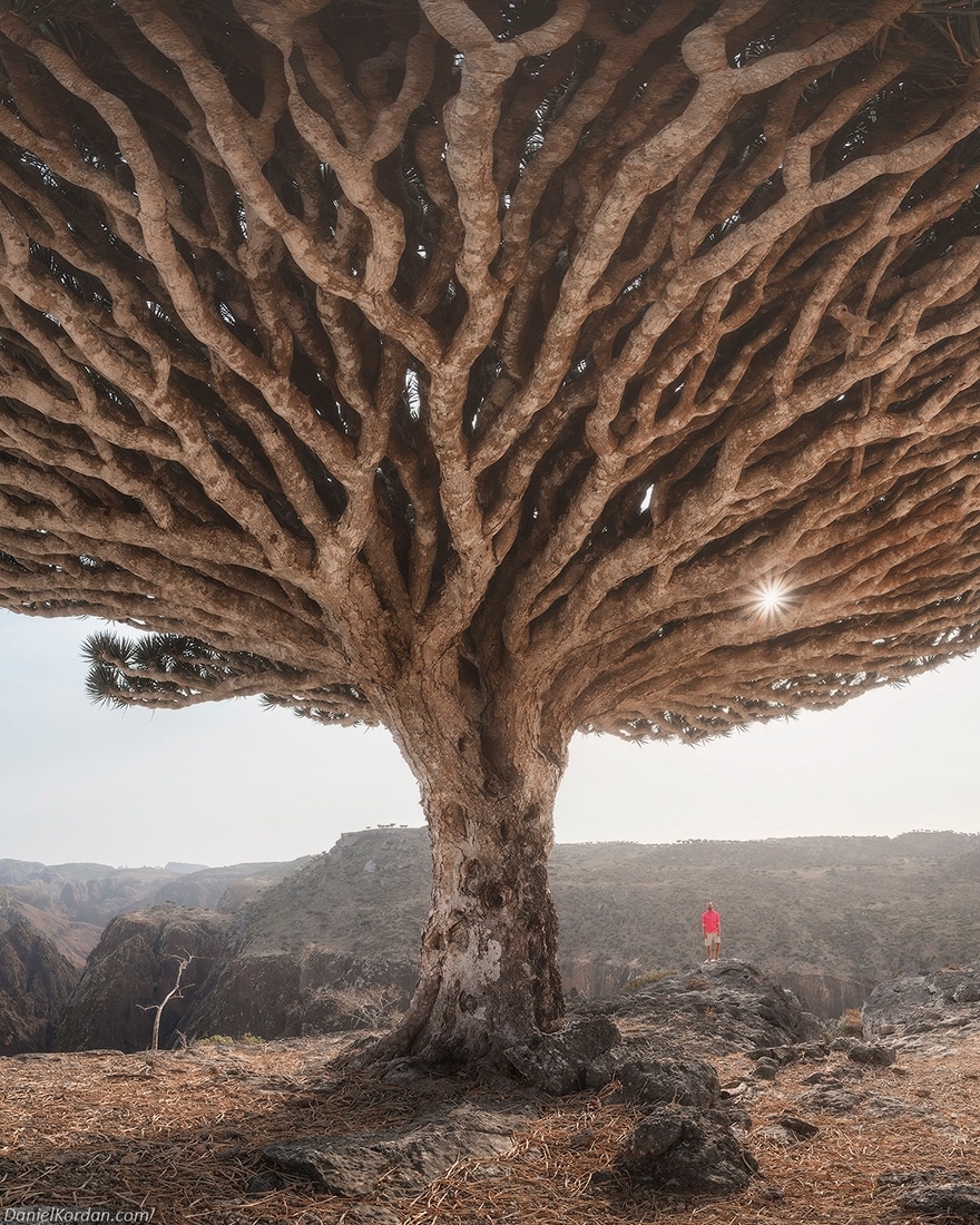 Фотография: Драконовы деревья на Сокотре в объективе фотографа Даниила Коржонова №6 - BigPicture.ru