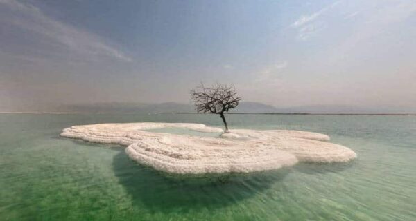Дерево жизни: тайна одинокого растения посреди Мертвого моря