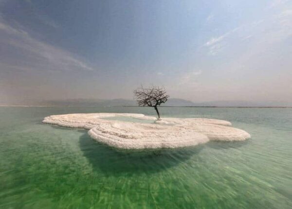 Дерево жизни: тайна одинокого растения посреди Мертвого моря