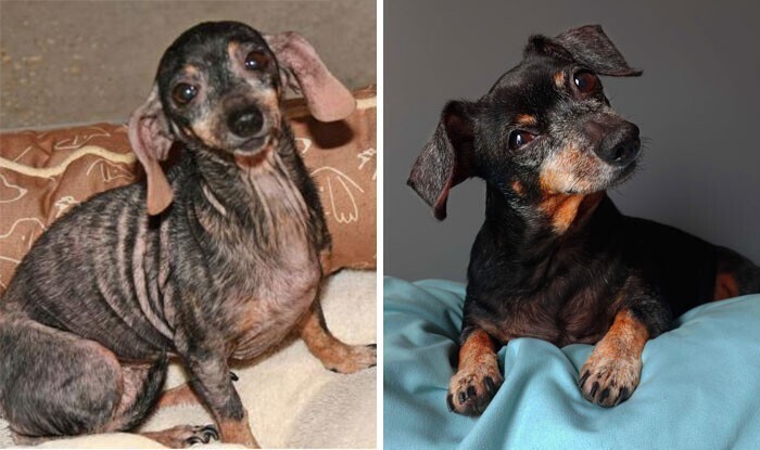 Фотография: 33 фото собак до и после спасения, которые трогают душу №8 - BigPicture.ru