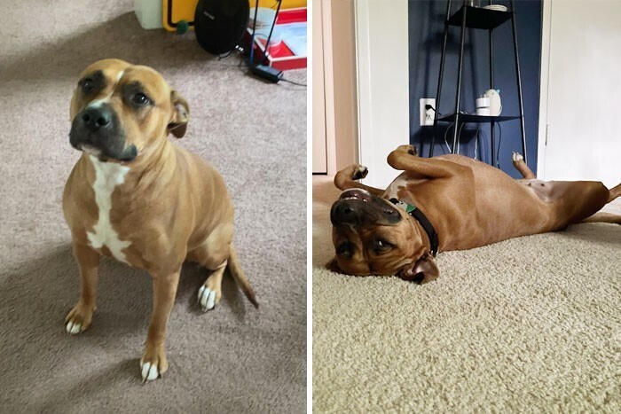 Фотография: 33 фото собак до и после спасения, которые трогают душу №28 - BigPicture.ru