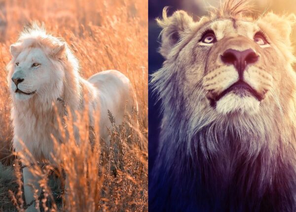 25 великолепных фотографий львов от знаменитого фотографа хищников Саймона Нидхэма