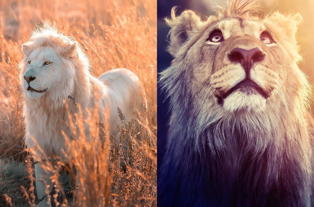 Фотография: 25 великолепных фотографий львов от знаменитого фотографа хищников Саймона Нидхэма №1 - BigPicture.ru