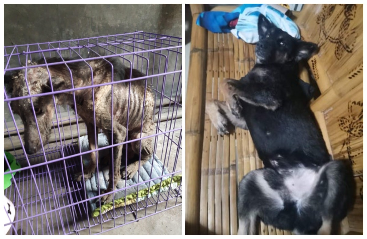 Фотография: Слезы на глазах: 22 фото животных до и после того, как они нашли свой дом №4 - BigPicture.ru