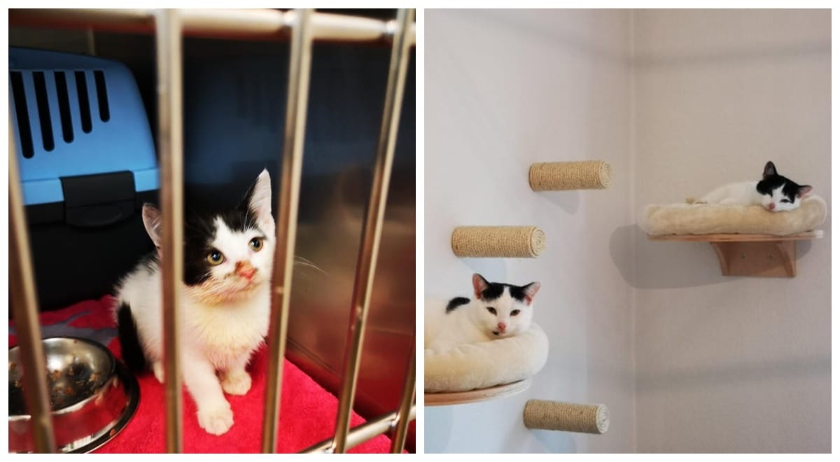 Фотография: Слезы на глазах: 22 фото животных до и после того, как они нашли свой дом №19 - BigPicture.ru