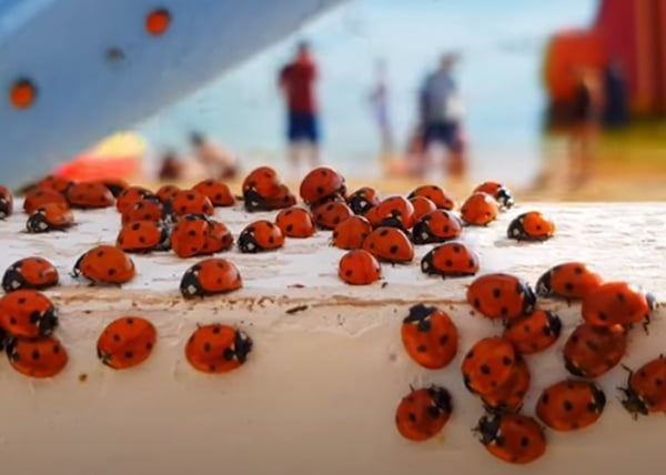 Фотография: Пляжи Анапы осаждают полчища божьих коровок №11 - BigPicture.ru
