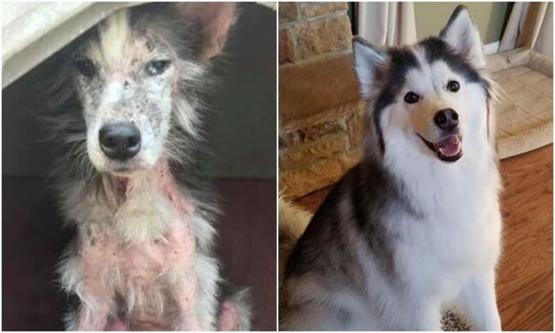 Фотография: 33 фото собак до и после спасения, которые трогают душу №1 - BigPicture.ru