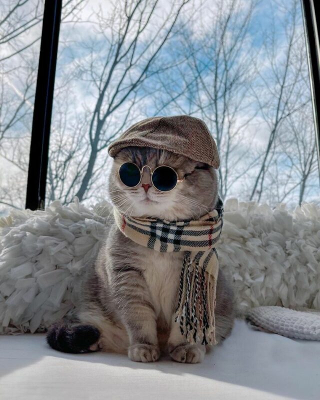 Фотография: Стильный кот Бенсон: перевоплощение из бездомного оборванца в звезду соцсетей №4 - BigPicture.ru